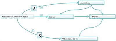 Effects of Gut Microbiota and Metabolites on Heart Failure and Its Risk Factors: A Two-Sample Mendelian Randomization Study